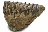 Fossil Woolly Mammoth Upper M Molar - Poland #295846-2